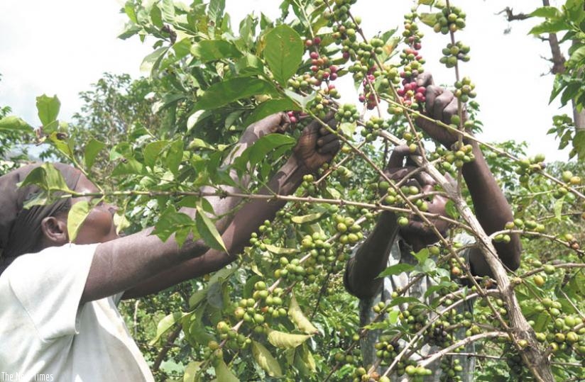 The export body has been emphasizing value addition and encouraging farmers and cooperatives to take advantage of the coffee washing stations to boost the quality of coffee exports....