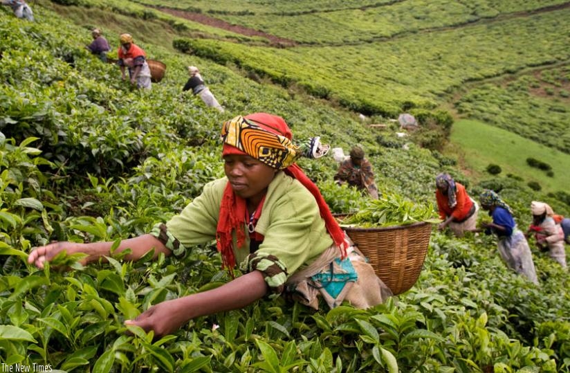 Women Pluck tea in Kitabi tea estate. (Net photo)