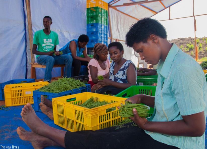 Members  of the Abashirikabute ba Gasabo cooperative pack  French beans in Nyagisenyi Marshland.  (Faustin Niyigena)