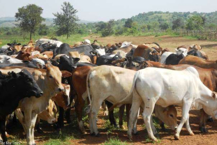 Tanzania has the largest number of cattle in Africa after Ethiopia and Sudan, according to Dar. (Net photo)