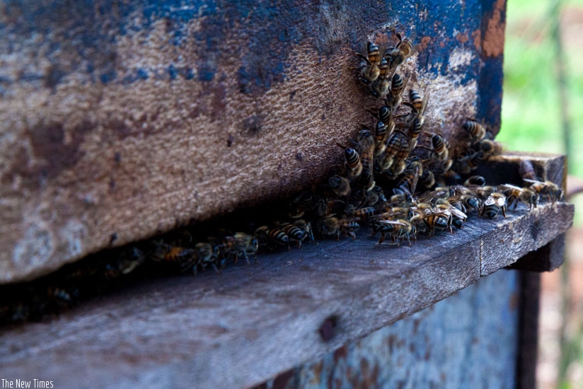 A swarm of bees in a beehive in Kicukiro District. (Timothy Kisambira)