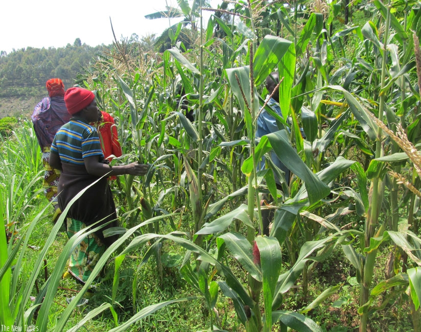 Musabyimana and members of the cooperative inspect their maize plantation. The group markets produce collectively. (Peterson Tumwebaze)