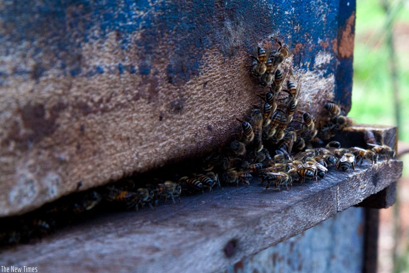 A swarm of bees in a bee hive in Kicukiro District. (Timothy Kisambira)