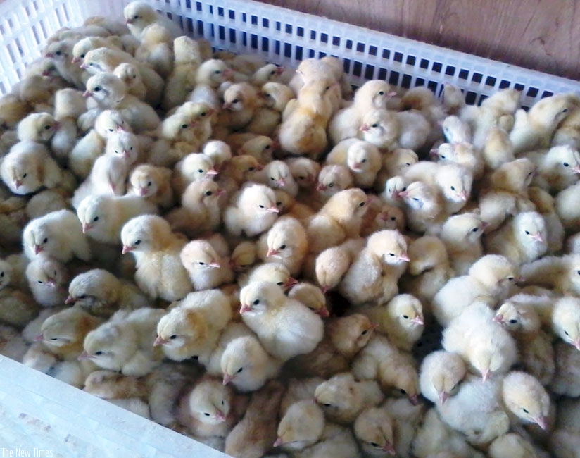 Some of chicks hatched at the new Easy Hatch in Musanze. (File)