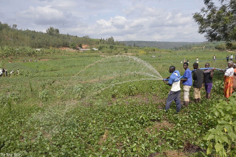 Farmers irrigate soybeans in Kanyonyombya marshland in Gatsibo District. (Theogene Nsengimana)
