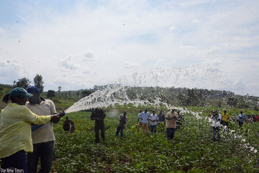 Minister Mukeshimana (L) and Richard Gasana, Gatsibo mayor,  irrigate soybeans in Kanyonyombya marshland in Gatsibo District. (Theogene Nsengimana)