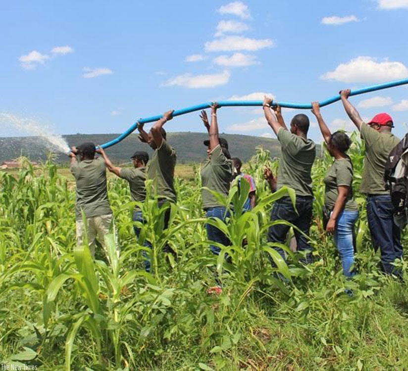 BRD employees irrigate a maize garden in Rwinkwavu sector. (Appolonia Uwanziga)
