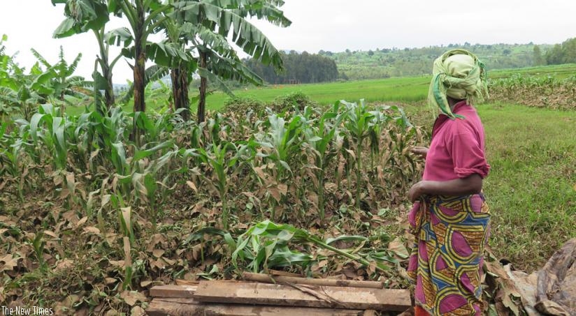 A Huye District resident looks at her garden of beans and maize that was destroyed by floods, last year. (Emmanuel Ntirenganya)