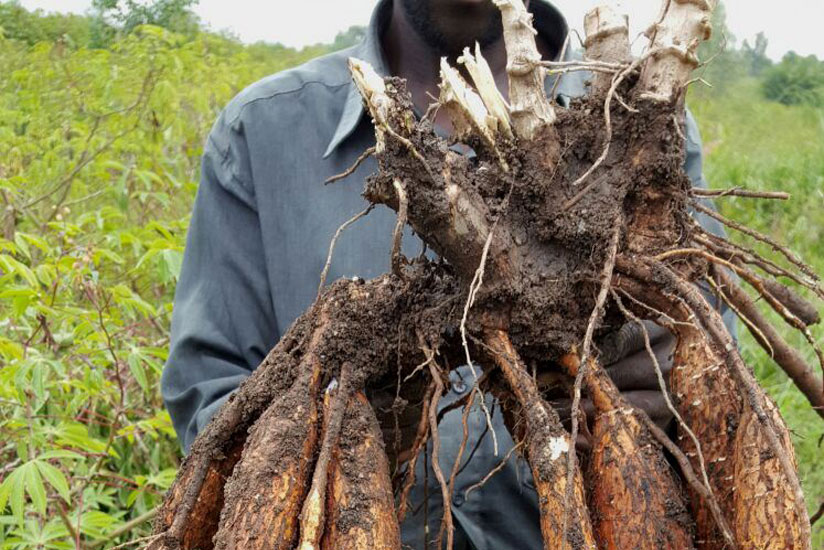 A farmer in Ntongwe Sector, Ruhango District shows off the NASE14 tree bearing cassava tubers. (Courtesy)