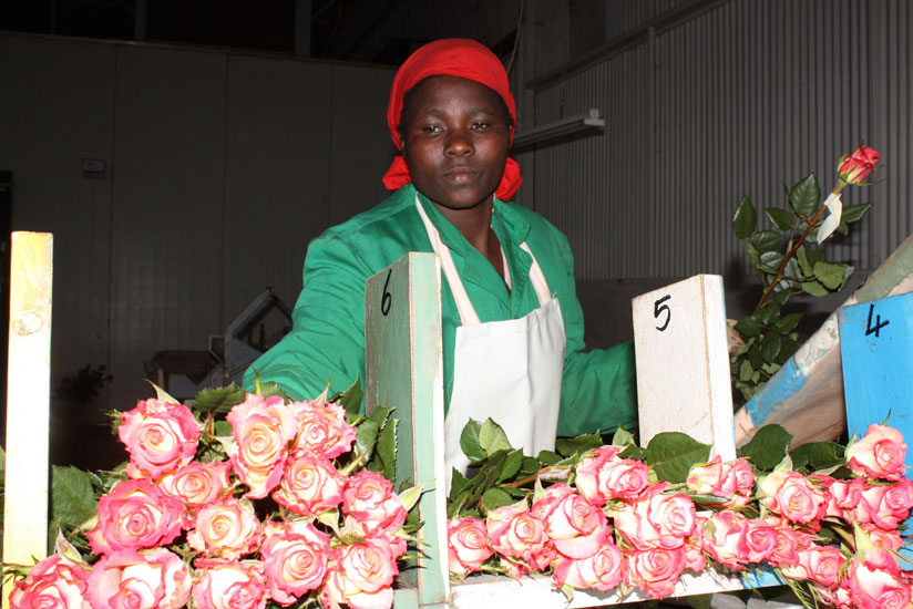 Cut roses are some of the main exports from the EAC bloc to European market. (File)