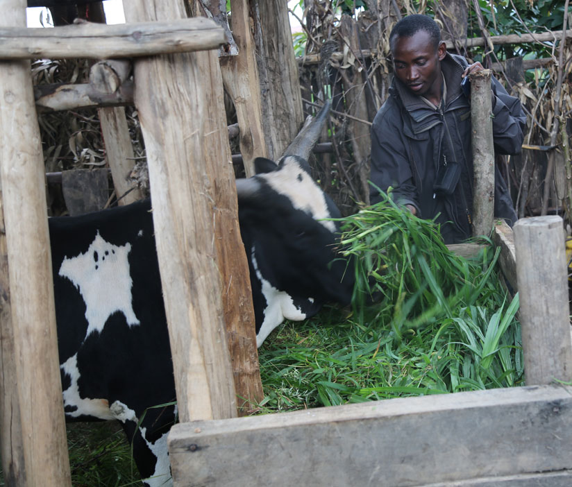 Ntakanyurumwanzi feeds one of his cows. Below, the farmer with a newly acquired motorcycle.  (P. Tumwebaze.)