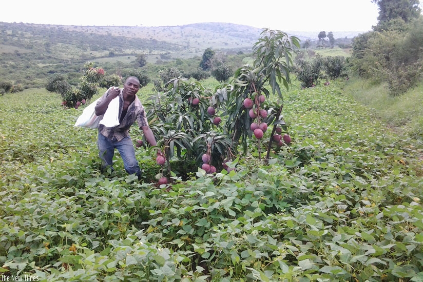 A worker picks mangoes. Rwanda seeks to diversfy its horticulture products to boost export volumes and revenue. (File photo)