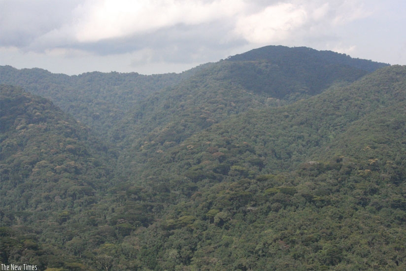 Rwanda is globally recognized for her sustained efforts to protect the environment (File)