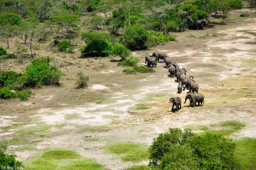 A herd of elephants in Akagera National Park. (Timothy Kisambira)