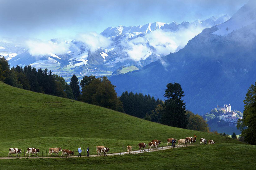 Cattle rearing is a common activity in Fribourg (Courtesy photo)