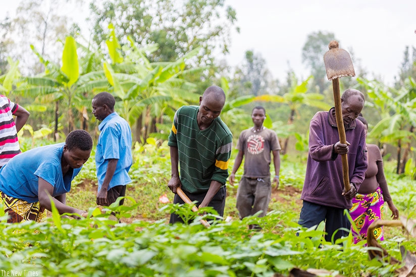 Farmers in Kicukiro District till their land last month. / Timothy Kisambira.