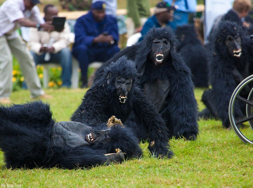 Humans mimic mountain gorillas during a past Kwit'izina ceremony in Kinigi, at the foot of Virunga National Park, home to the rare primates in Rwanda . (File)