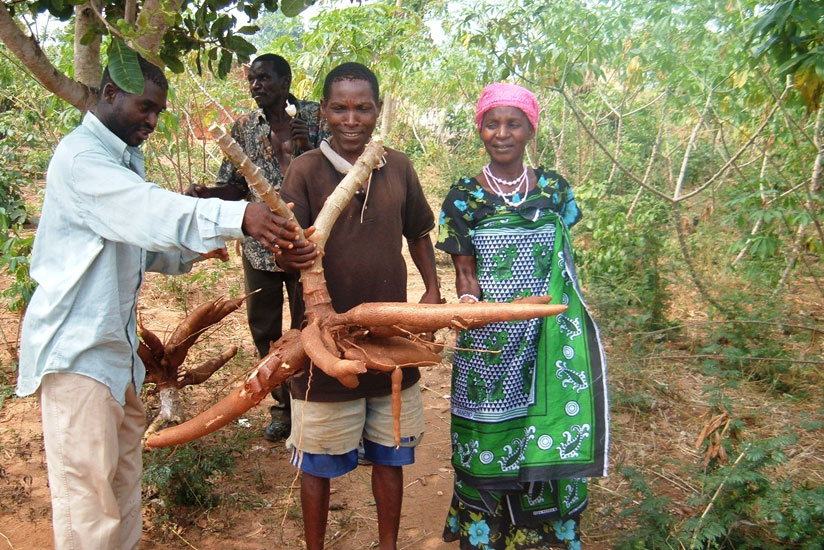 Farmers display high yielding of cassava. / File