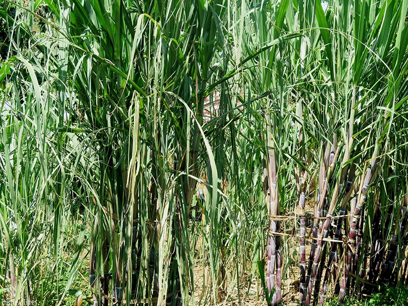 Sugarcane growing in Rusizi District, Western Province. Sugarcane is used for the production of sugar, ethanol and energy. / Emmanuel Ntirenganya.