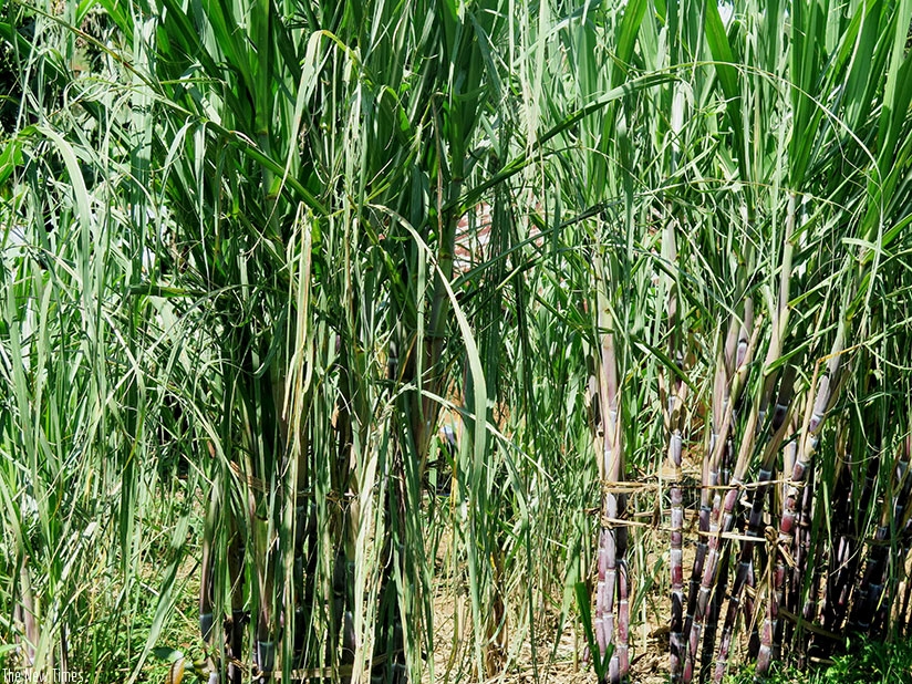 Sugarcane growing in Rusizi District, Western Province. Sugarcane is used for the production of sugar, ethanol and energy. / Emmanuel Ntirenganya. Sugarcane growing in Rusizi District, Western Province. Sugarcane is used for the production of sugar, ethanol and energy. / Emmanuel Ntirenganya.