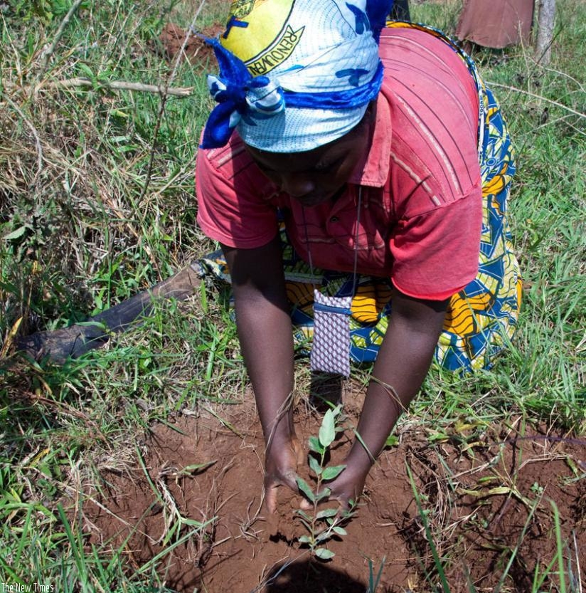 A woman plants a tree during Umuganda. / File.