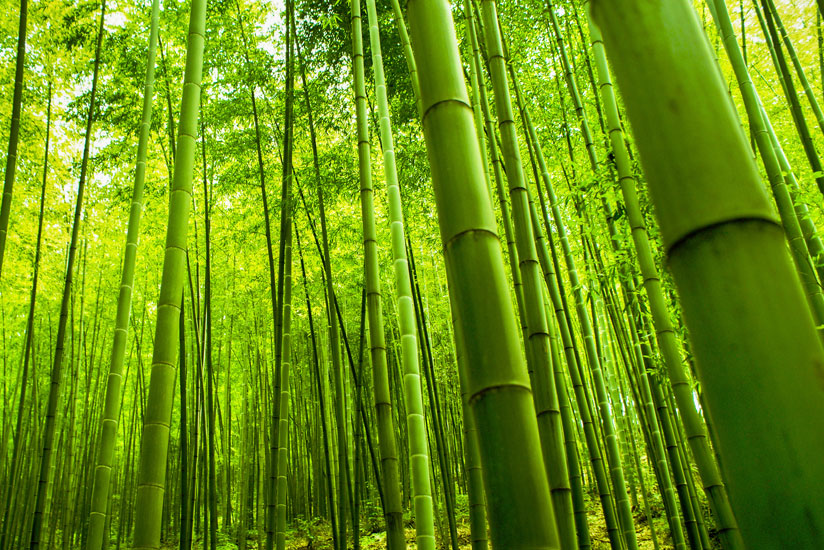 The Government might be promoting the growing bamboo trees but many people still feel the potentials of perennial ever-green are not full exploited in the country. / Net.