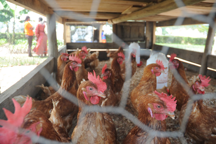 Poultry in a cage during last years agricultural exhibition in Kigali. / File.