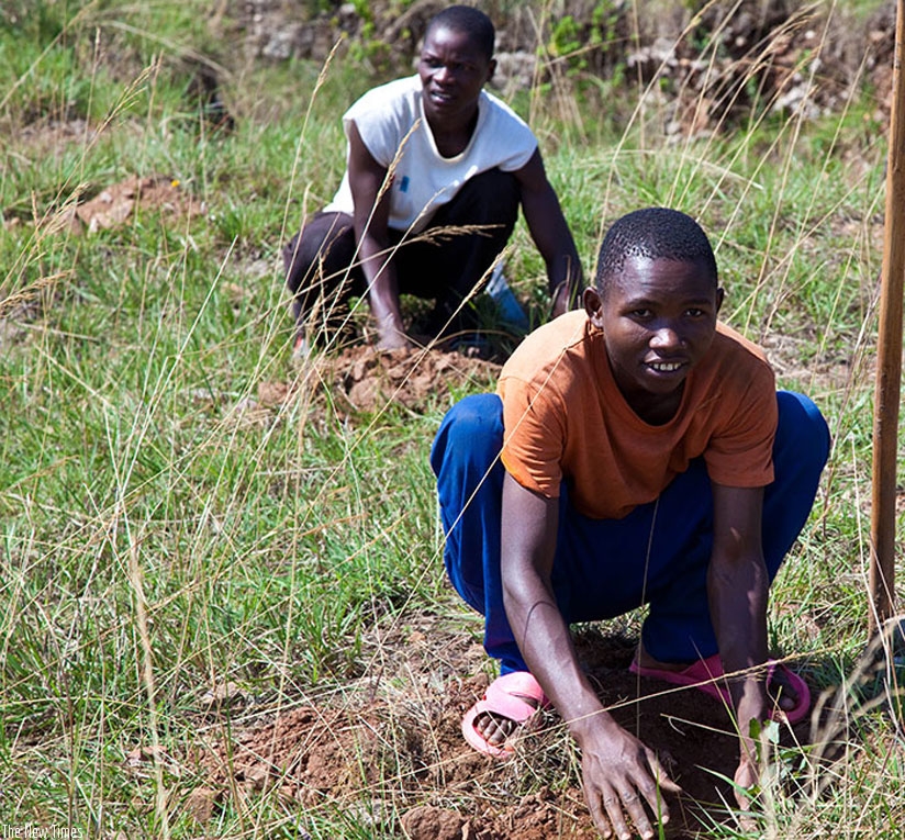 Local residents in Rusororo, Gasabo District plant trees during Umuganda last year. (File)