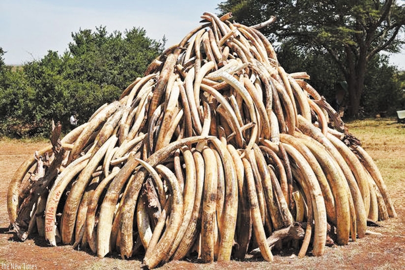 Impounded ivory prepared for burning. EABC seeks to end such illicit trade. (Net photo)