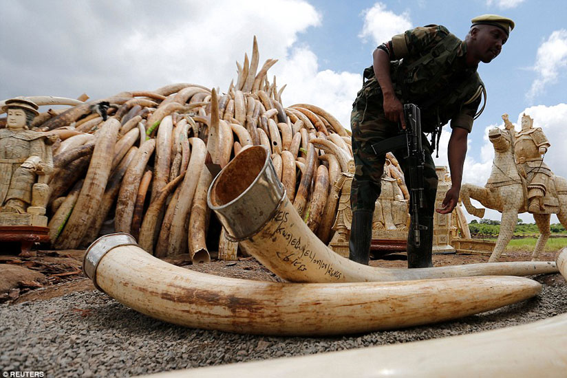 East African countries are keen to fight illegal ivory trade in the region. / Net