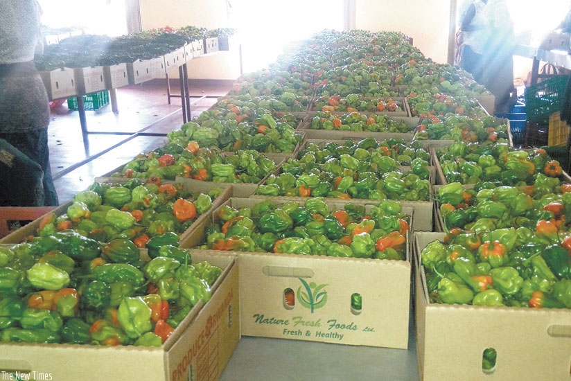 Horticulture exports. Red and green peppers in preshipment sorting at National Agricultural Export Board offices in Kigali. (Courtesy.)