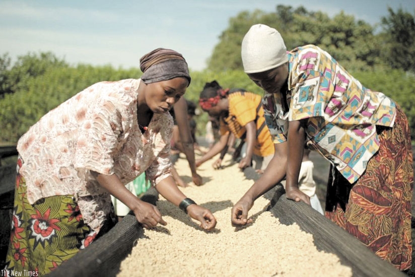 Workers at the co-operativeu2019s washing station sort coffee beans. Nyiramahoro markets her coffee through the group. (Timothy Kisambira.)