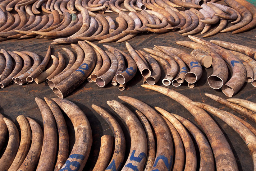 Elephant tusks. Elephants are some of the endangered wild animals targeted by poachers. / Net.