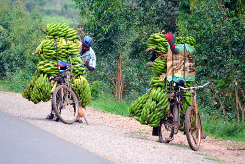 Farmers transporting bananas to market. Nwanze says money Africa spends on food imports would do well to create more and improved jobs in agriculture sector. / IFPRI-Images/Flickr