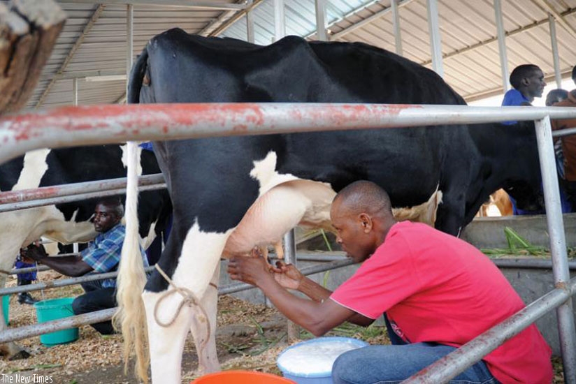 A farmer milks a cow. (File photo)