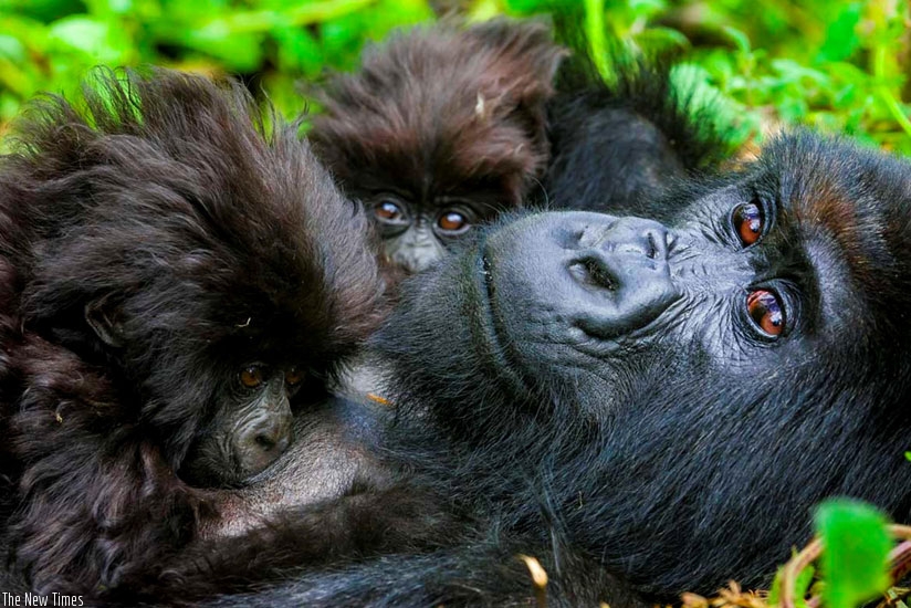 Baby gorillas cuddle with their mother. (File)