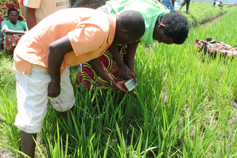 Farmers use urea briquettes to fertilize rice. The innovative technology, known as Fertilizer Deep Placement (FDP), has been successful in Asia and West Africa. (Net photo)