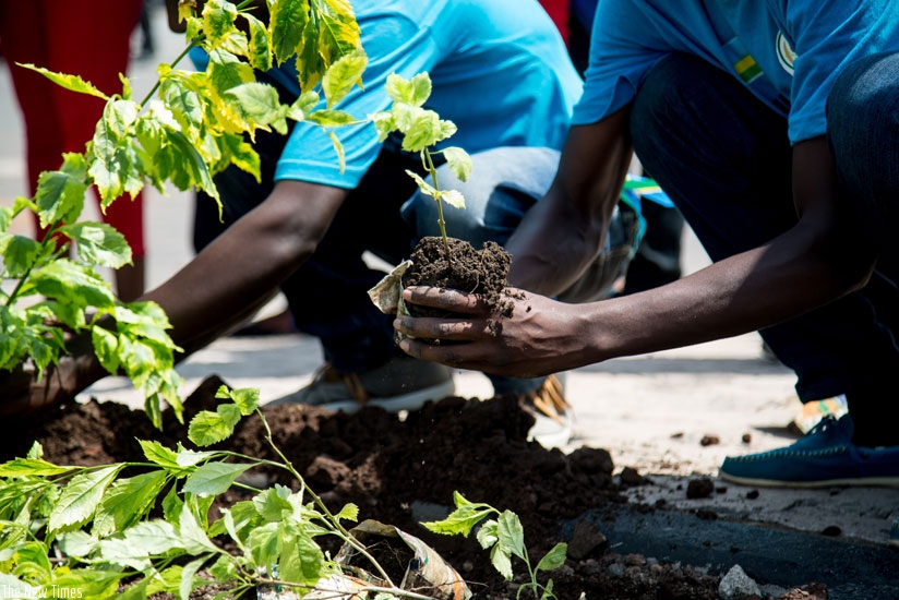 Residents of Rubavu plant trees during Umuganda last month. (Timothy Kisambira)