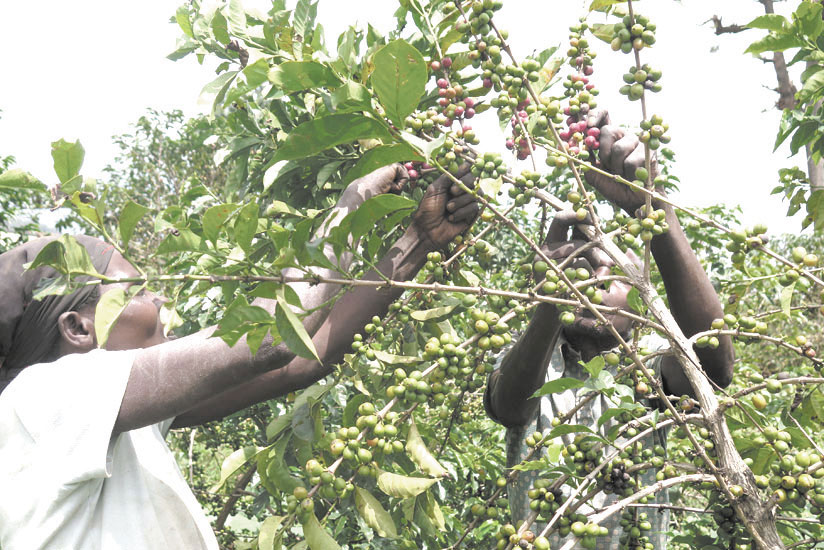 Farmers harvesting coffee; coffee prices have declined internationally affecting revenues (File)