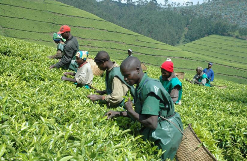 Farmers harvest tea. Experts say export receipts have declined due to a fall in prices on the international market. / File