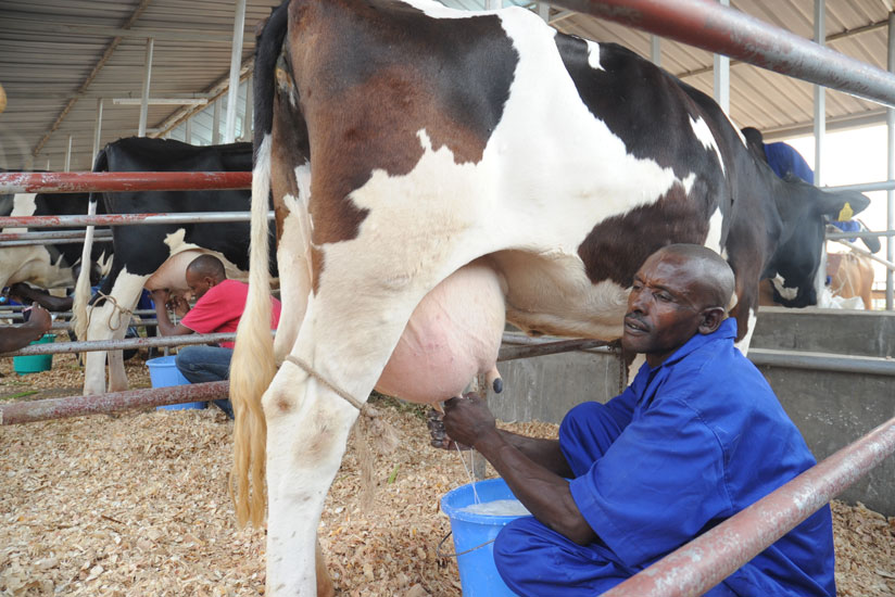 A farmer milks a cow at a past Agricultural Expo. A new multi million dollar dairy development project will be launched next year and is expected to benefit 100,000 dairy household....