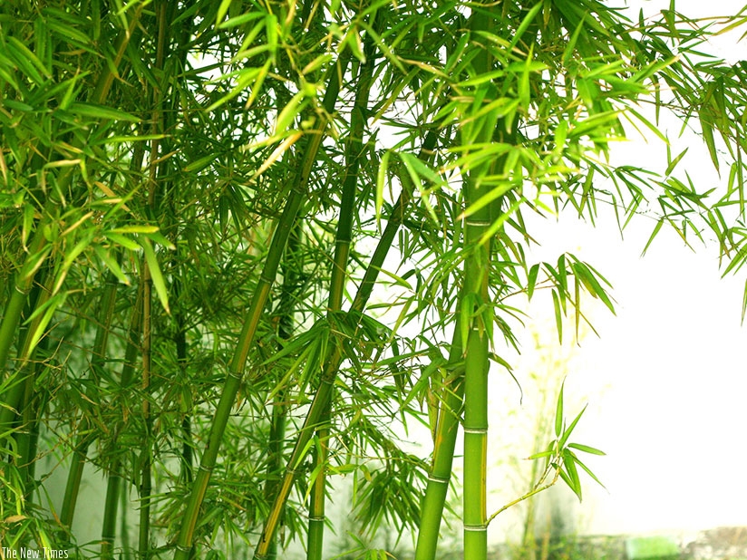Bamboo are renowned for forming good canopy. / Internet photo.