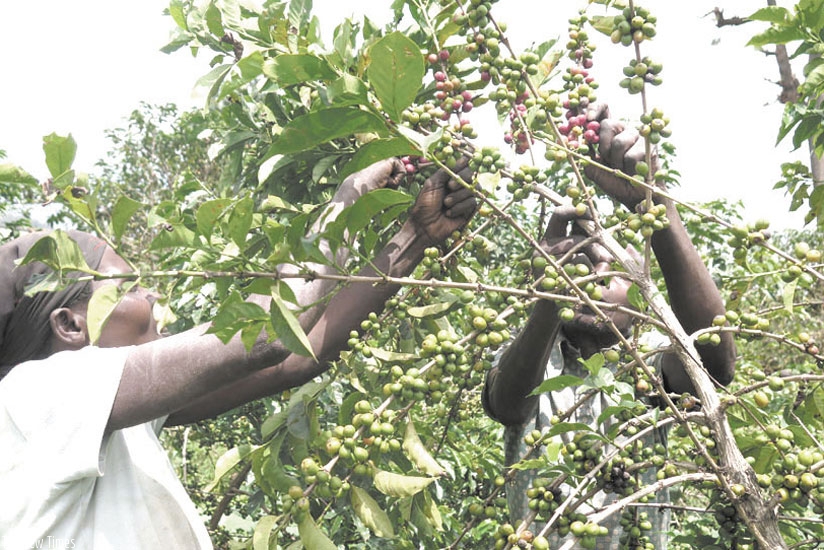 Farmers harvesting coffee; coffee prices have declined international affecting revenues (File)