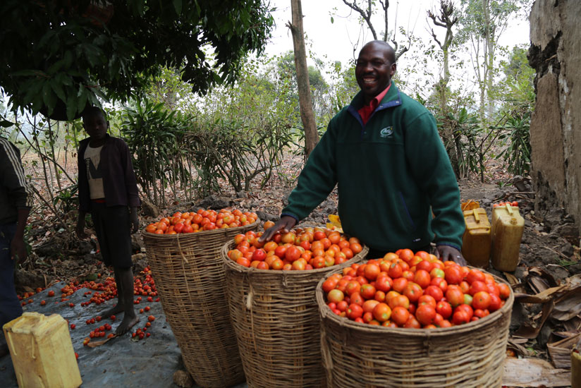 Ntiyigena after  making a good harvest, the farmer earns millions from tomato farming (Peterson Tumwebaze)