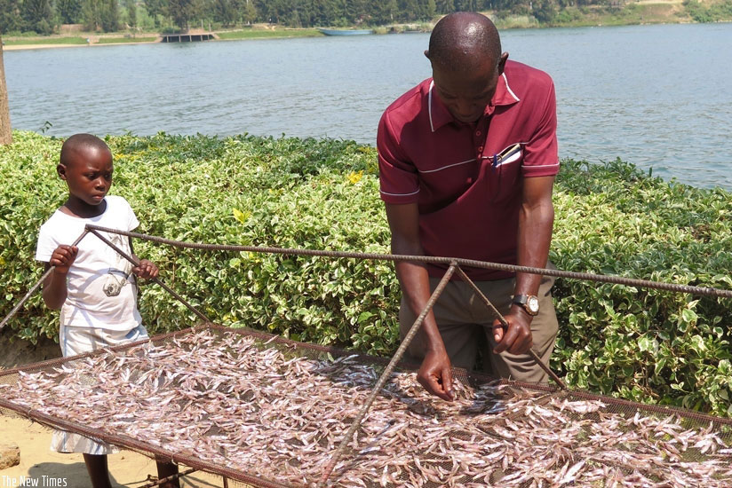 A fish farmer dries sardine (isambaza) at the shore of Lake Kivu in Karongi District. / File.