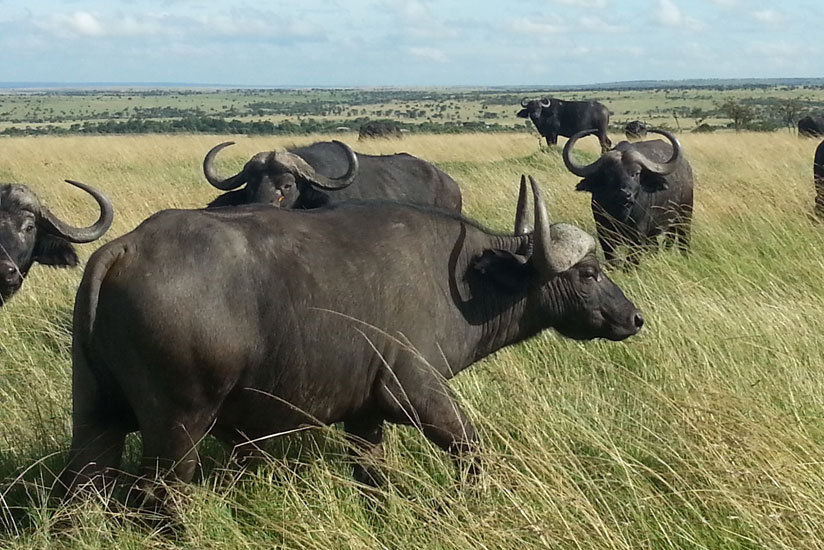 A herd of buffaloes in the Masai Mara. / Allan Brian Ssenyonga