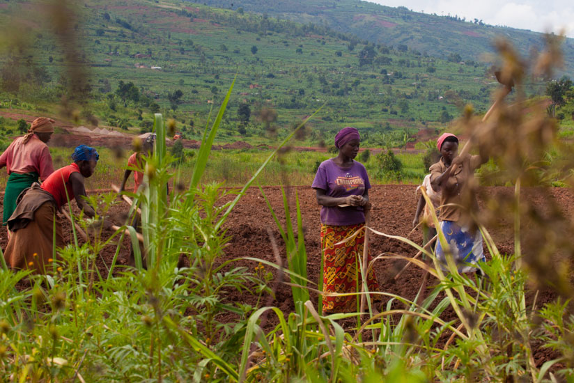 Farmers till their land in Ruryarya in Rwamagana District last year. / File.