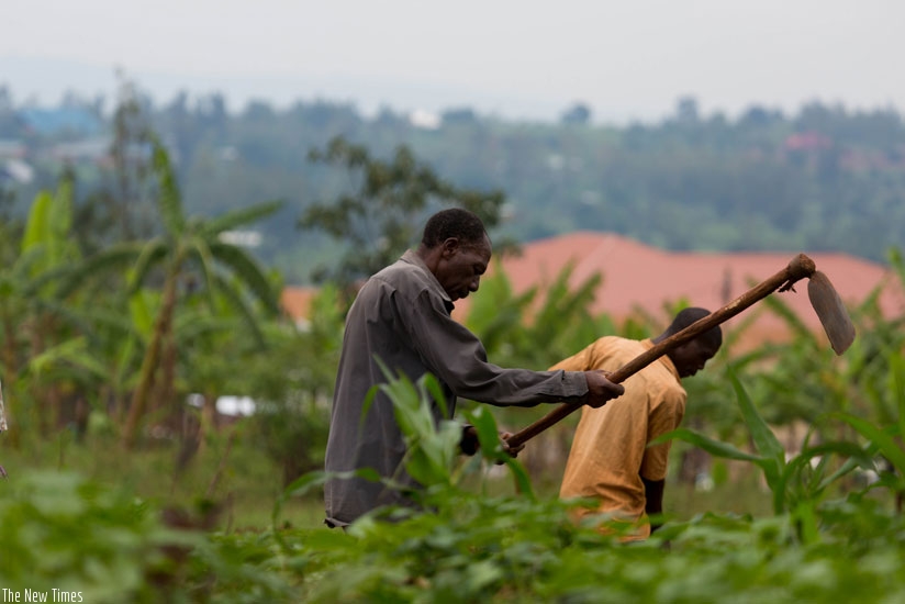 Farmers in Muhanga Kicukiro district till their land last month. (Timothy Kisambira.)
