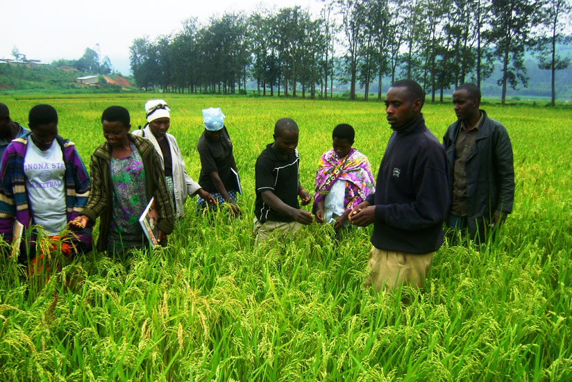 Rice farmers on a field study. KOICA provides technical support and trains farmers to enhance their capacity. / File.