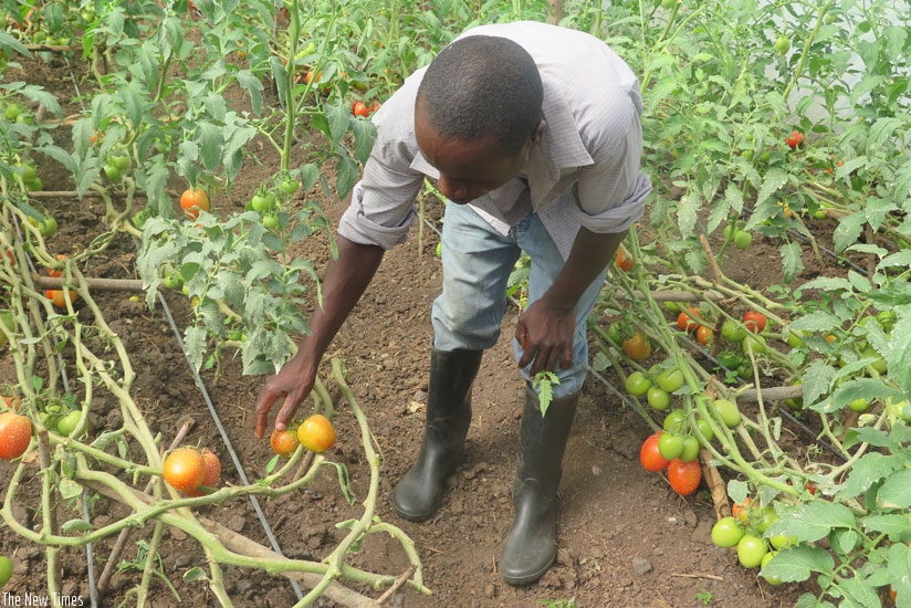 A farmer harvests tomatoes. Local banks say funding agribusiness is too risky, but this could soon change, thanks to the new system and involvement of insurance sector stakeholders....